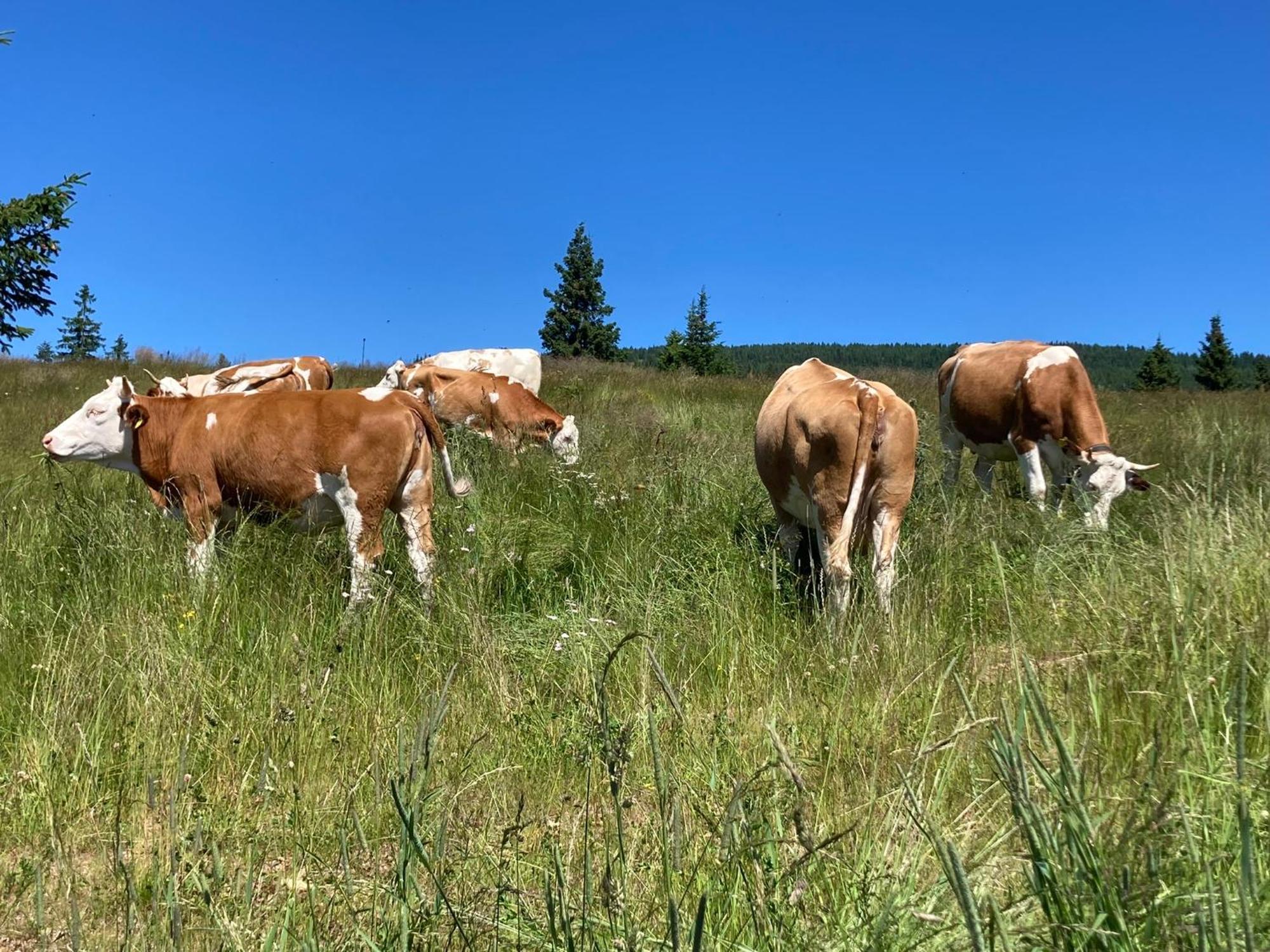 Feriendorf Koralpe Alpenrose Frantschach Exteriör bild
